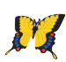 Metamorphosis butterfly